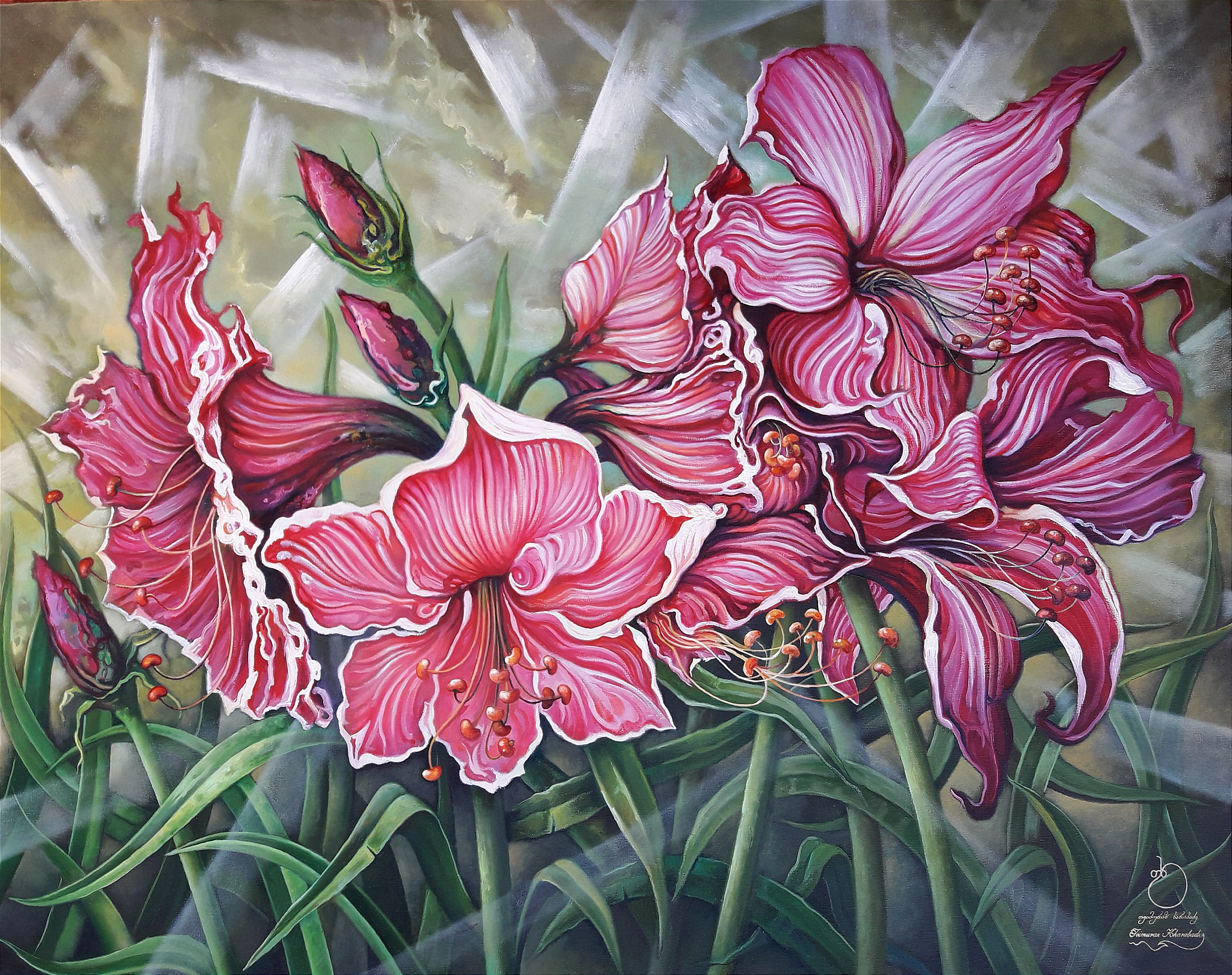 Amaryllis